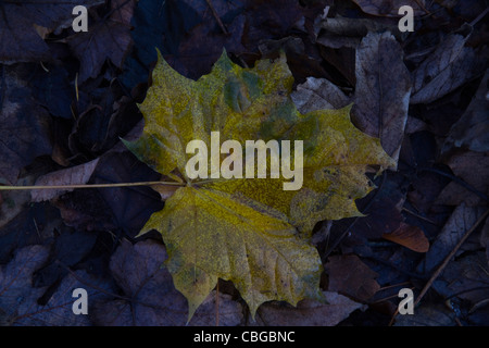 Ein gelb und grün Herbst Blatt liegt auf faulenden Blattsänfte auf dem Waldboden Stockfoto