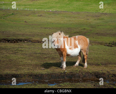 Shetland-Pony auf der Shetland-Insel von Bressay, Schottland. Vereinigtes Königreich.  SCO 7771. Stockfoto