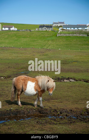 Shetland-Pony auf der Shetland-Insel von Bressay, Schottland. Vereinigtes Königreich. SCO 7772 Stockfoto