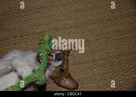 Eine niedliche Parsons Jack Russell Terrier spielt mit einem grünen Seil Spielzeug auf einem natürlichen Sisal Teppich Stockfoto
