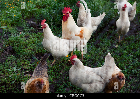 Freilaufenden Hühnern Stockfoto