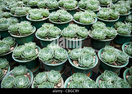 Blumentöpfe von Aeonium Arboreum Stockfoto