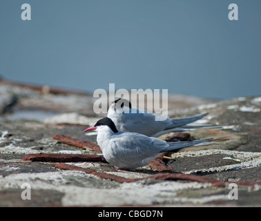 Küstenseeschwalben, Lerwick Hafen Shetland Inseln Schottlands. SCO 7780 Stockfoto