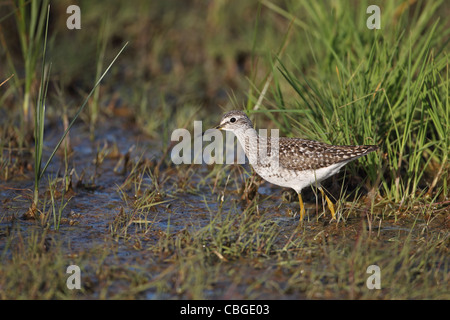 Bruchwasserläufer (Tringa Glareola) Stockfoto