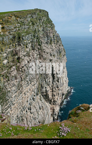 Die Gannet nisten steilen Klippen auf der Isle of Noss, Shetland. Schottland. Vereinigtes Königreich.  SCO 7793 Stockfoto