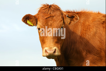 Junge rote schottische Highlander Kalb in Nahaufnahme Stockfoto