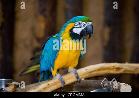 Papageien, Vögel, Derek Curtis, Eigentümer, Amazon Welt, Arreton, Isle Of Wight, England, Vereinigtes Königreich Stockfoto