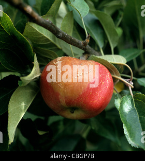 Braunfäule (Weißstängeligkeit Fructigena) Frühentwicklung auf reifer Entdeckung Apfel auf dem Baum Stockfoto