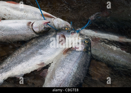 Frischer Fang Forelle auf der Saite. Stockfoto