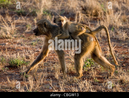Weibliche Gelbe Pavian Papio Cynocephalus mit jungen Reiten auf ihr zurück im südlichen Kenia Tsavo Nationalpark Stockfoto