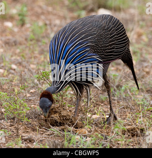 Vulturine Perlhuhn Acryllium Vulturinum am Tsavo-Nationalpark in Kenia untersucht Elefantendung für Insekten Stockfoto