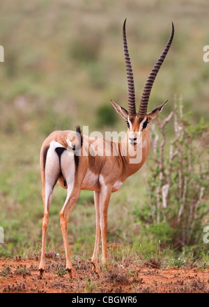 Feine männlichen Grant es Gazelle Nanger Granti zeigt Kopf auf und hintere Ansicht und elegant geformte Hörner im Tsavo Ost Reserve Kenia Leier Stockfoto