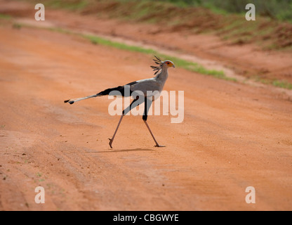 Sekretär Vogel Schütze Serpentarius Überquerung des Schmutzes verfolgen in Tsavo National Park im Süden Kenias Stockfoto