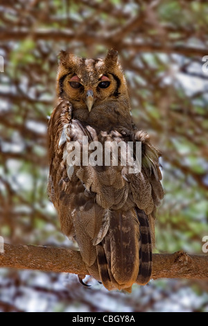 Verreaux des Uhus Bubo Lacteus um seine Ruhestätte in einem Baum im südlichen Kenia Tsavo Nationalpark geweckt Stockfoto