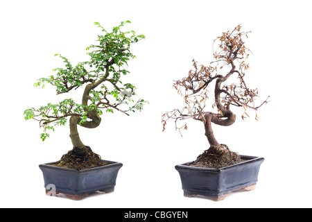 Grün und Tod Bonsai Baum isoliert auf weißem Hintergrund Stockfoto