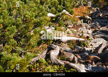 Berg-Kiefer (Pinus Mugo)-Nahaufnahme. Tatra National Park. Polen. Stockfoto