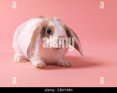 Niedliche kleine Haustier Hase auf rosa Hintergrund isoliert Stockfoto