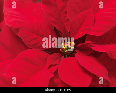 Nahaufnahme der Weihnachtsstern - Blätter rot Weihnachten Blume abstrakten Hintergrund Stockfoto