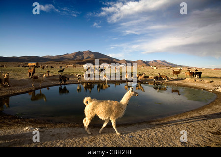 Lamas in Eduardo Avaroa National Reserve der Anden Fauna, Bolivien Stockfoto