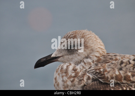 Juvenile Silbermöwe Stockfoto