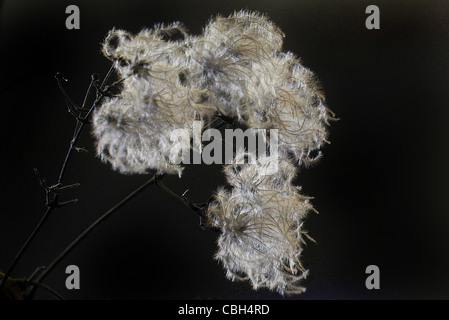 OLD MANS BART, CLEMATIS VITALBA. Stockfoto