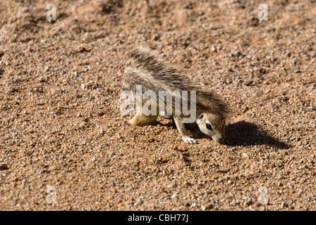 Südlichen afrikanischen Borstenhörnchen mit Schweif als Sonnenschutz Stockfoto