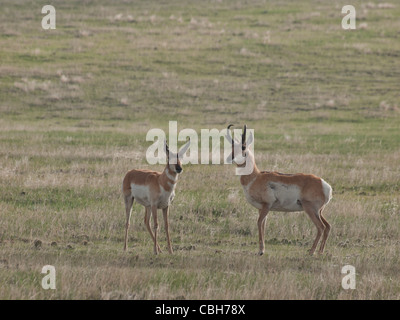 Zwei buck Pronghorns auf Ebenen von Cheyenne, WY. Stockfoto