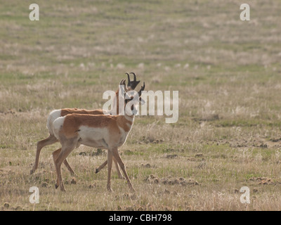 Zwei buck Pronghorns auf Ebenen von Cheyenne, WY. Stockfoto