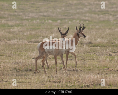 Zwei buck Pronghorns auf Ebenen von Cheyenne, WY. Stockfoto