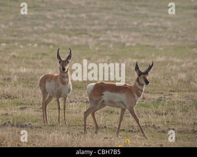 Zwei buck Pronghorns auf Ebenen von Cheyenne, WY. Stockfoto