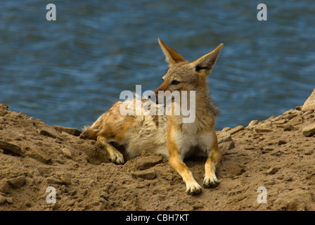 Schwarz unterstützt Jackel ruht auf einer Sanddüne beim Aufräumvorgang Fisch. Stockfoto