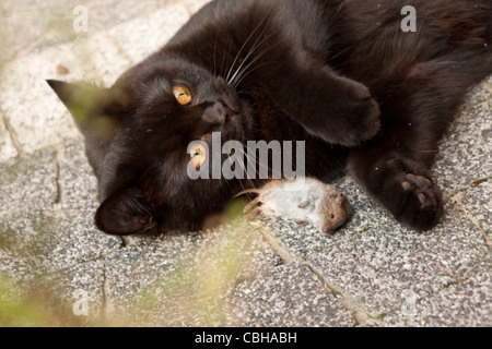 Schwarze Katze mit frisch erlegten tote Maus Stockfoto
