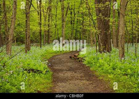 Glockenblumen in Brunnenweg in Illinois Canyon gehungert Rock State Park Stockfoto