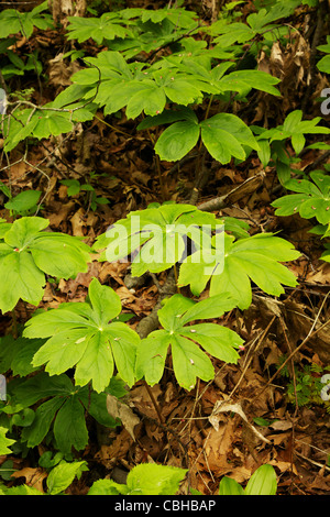 Mayapple im Frühjahr gehungert Rock State Park (Illinois) Stockfoto