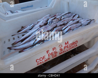 Nahaufnahme mit frischem Fisch fangen entladen am Fischerhafen Cala Figuera Mallorca Spanien Stockfoto