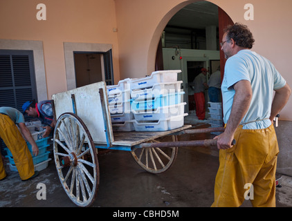 Fischer, Sortierung, Verpackung und Entladung ihren Fang am Fischerhafen Cala Figuera Mallorca Spanien Stockfoto