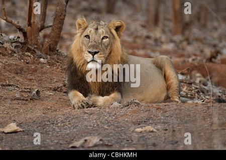 Asiatic Lion, Panthera Leo Persica, Stockfoto
