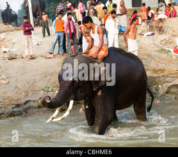 Elefanten Baden im Fluss Gandak während der Sonepur Mela in Bihar. Stockfoto
