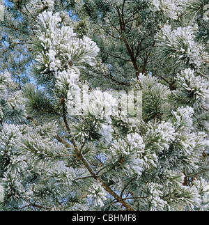 Baum Nadeln und Zapfen von Raureif bedeckt Stockfoto