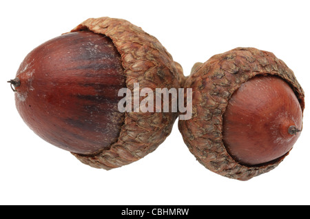 Makro-Bild der Twin Eicheln auf dem weißen Hintergrund isoliert Stockfoto