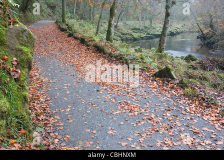 Pfad entlang des Flusses Wharfe im Strid Woods im Herbst. Stockfoto
