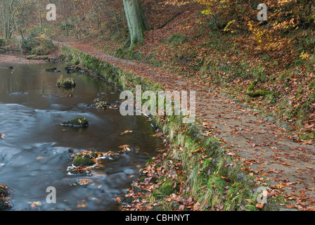 Pfad entlang des Flusses Wharfe im Strid Woods im Herbst. Stockfoto