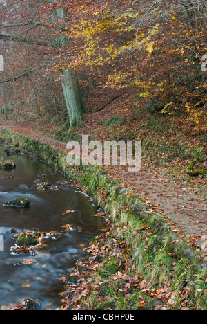 Pfad entlang des Flusses Wharfe im Strid Woods im Herbst. Stockfoto