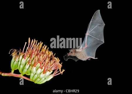 Mexikanische lang genutet Bat Choeronycteris Mexicana Amado, Arizona, USA 19 August Erwachsenen Parrys Agave Blumen. Stockfoto