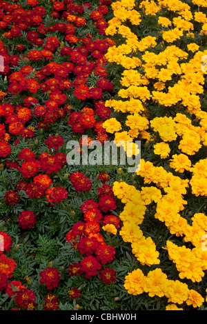 Rote und gelbe französische Ringelblumen, England, UK Stockfoto