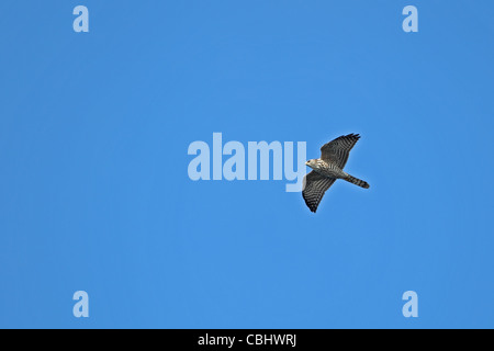 Levante Sperber (Accipiter Brevipes) Stockfoto