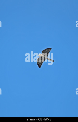 Levante Sperber (Accipiter Brevipes) Stockfoto