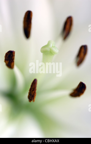 Staubblätter und Stigmatisierung von white Lily Flower (Lilium Gattung) Stockfoto