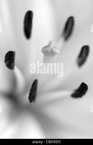 Staubblätter und Stigmatisierung von white Lily Flower (Lilium Gattung) Stockfoto