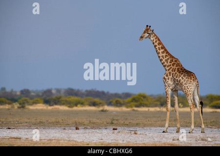 Eine Giraffe (Giraffa Plancius) gefangen auf einem der Salinen in Nxai Pan National Park, Botswana Stockfoto